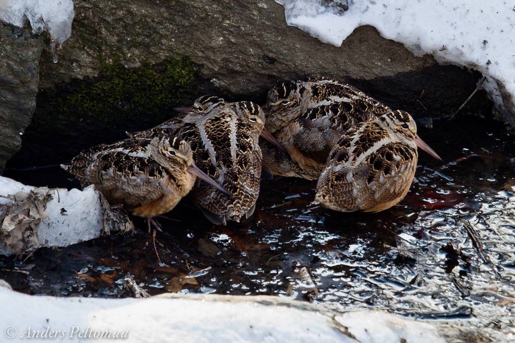 American Woodcock, Amerikansk Morkulla, Scolopax minor by K Anders is licensed under CC BY-NC-ND 2.0.